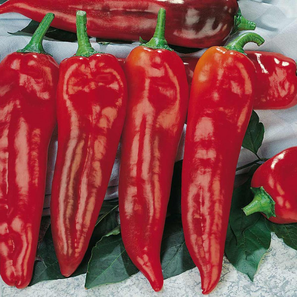 Buy Pepper Sweet Seeds Corno di toro rosso Online - Plant Seeds