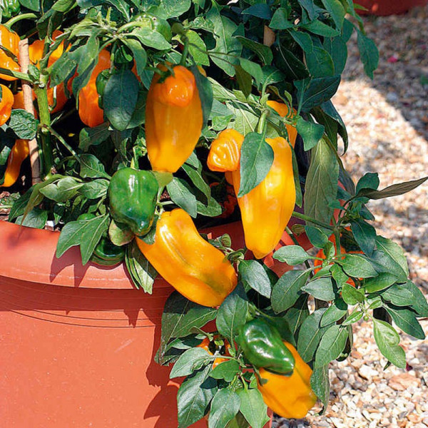 Buy Pepper Sweet Seeds F1 Mohawk Online - Plant Seeds
