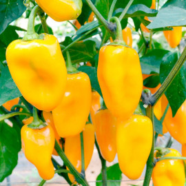 Pepper Sweet Seeds Midas