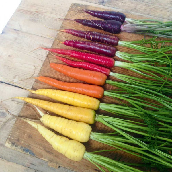 Buy Carrot Seeds Rainbow Mix Online - Plant Seeds