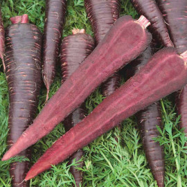 Carrot Seeds F1 Purple Sun