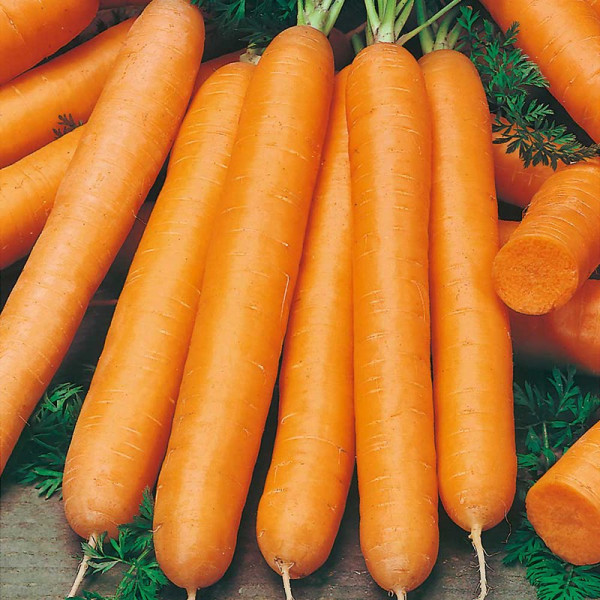 Buy Carrot Seeds F1 Maestro Online - Plant Seeds