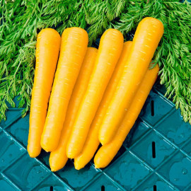 Carrot Seeds F1 Gold Nugget
