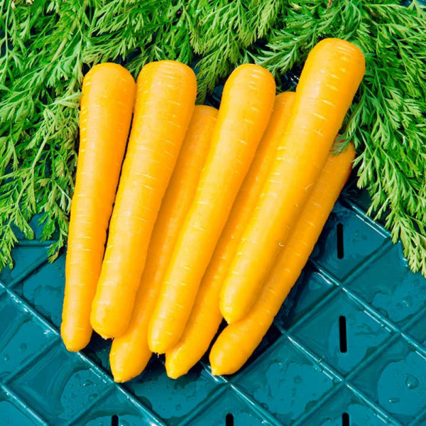 Buy Carrot Seeds F1 Gold Nugget Online - Plant Seeds