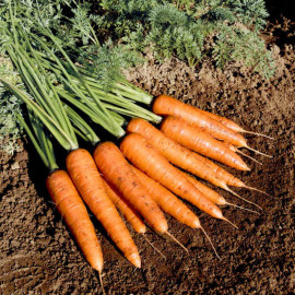 Carrot Seeds F1 Fire Wedge