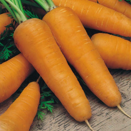 Carrot Seeds Chantenay Red Cored 2