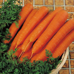 Carrot Seeds F1 Resistafly