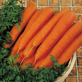 Carrot Seeds F1 Resistafly