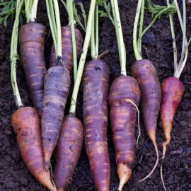 Carrot Seeds F1 Purple Haze