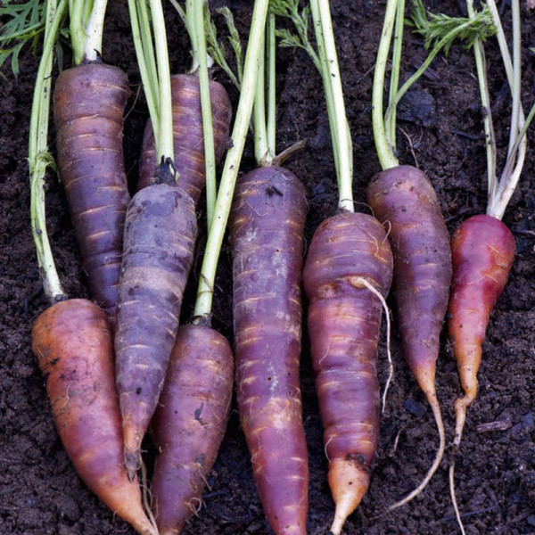 Buy Carrot Seeds F1 Purple Haze Online - Plant Seeds
