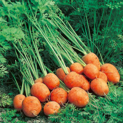 Carrot Seeds Rondo