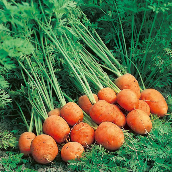 Buy Carrot Seeds Rondo Online - Plant Seeds