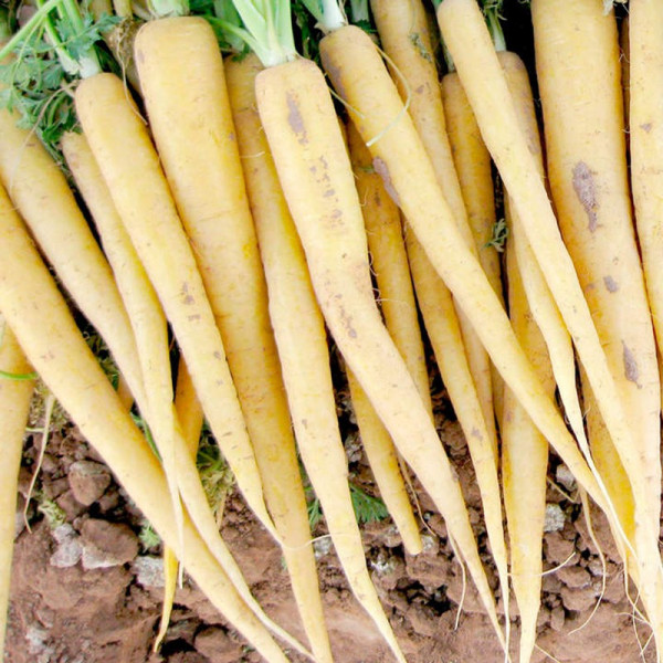 Buy Carrot Seeds F1 Creampak Online - Plant Seeds