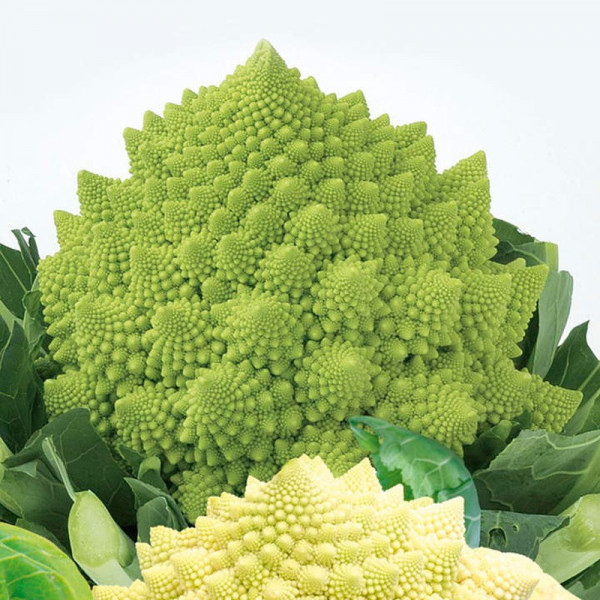 Buy Cauliflower Seeds Romanesco White and Green Online - Plant Seeds