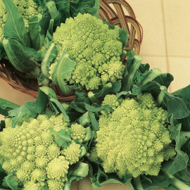 Cauliflower Seeds Romanesco Early
