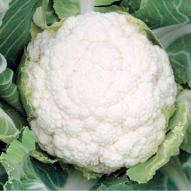 Cauliflower Seeds F1 Successional Harvest Mix