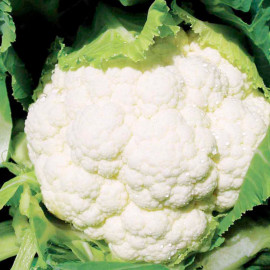 Cauliflower Seeds F1 Seoul