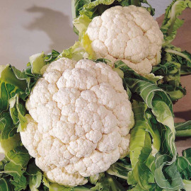 Cauliflower Seeds Snowball a