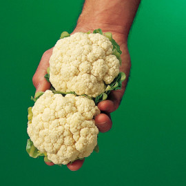 Cauliflower Seeds Igloo