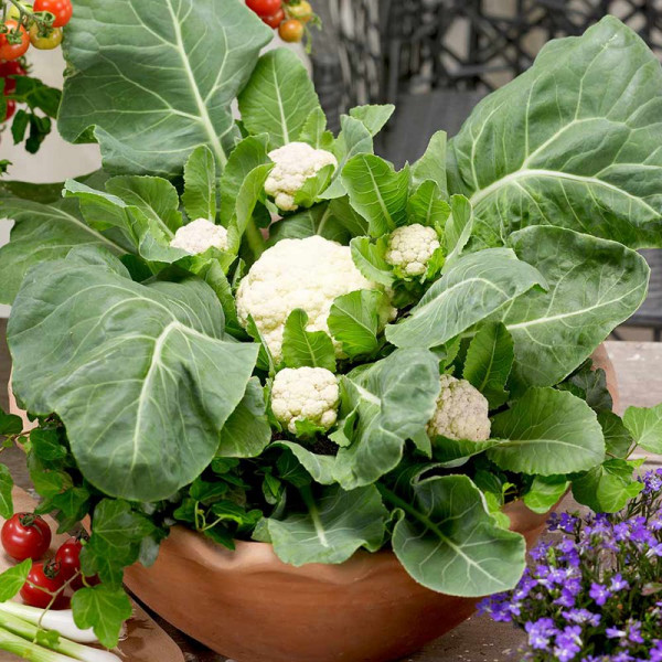 Buy Cauliflower Seeds F1 Multi Headed Online - Plant Seeds