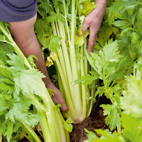 Buy Celery Seeds Loretta Online - Plant Seeds