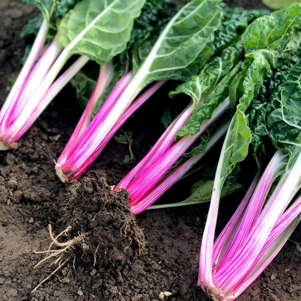 Buy Swiss Chard Seeds Peppermint Online - Plant Seeds