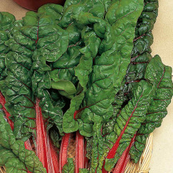 Beet (leaf) Seeds Rhubarb Chard