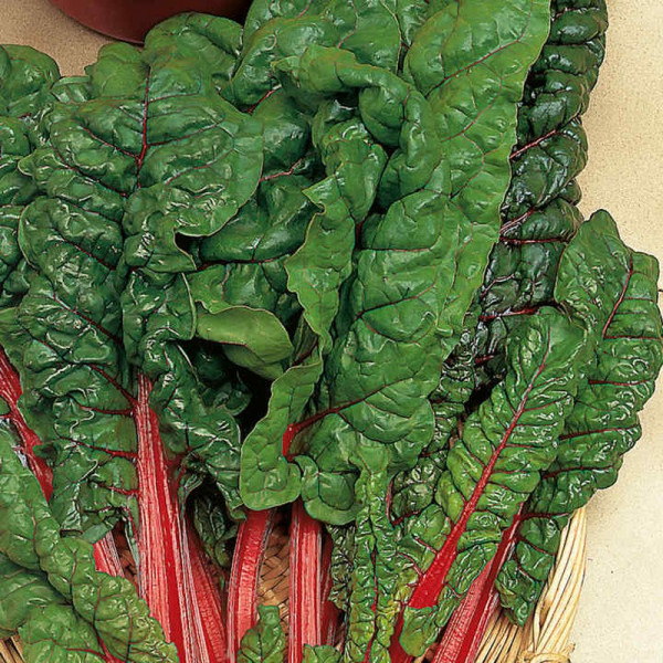 Buy Beet (Leaf) Seeds Rhubarb Chard Online - Plant Seeds