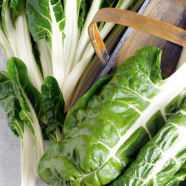 Beet (leaf) Seeds Silver or Sea Kale