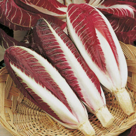 Chicory Seeds Rossa Di Treviso Precoce