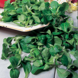 Corn Salad Seeds Lambs Lettuce