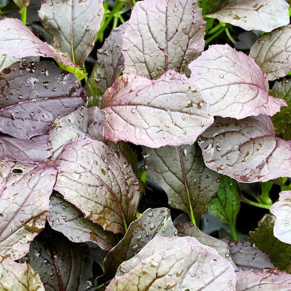 Buy Mizuna Seeds Red Empire F1 Online - Plant Seeds