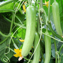 Cucumber Seeds F1 Delistar