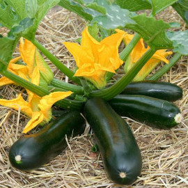 Courgette Seeds F1 Midnight