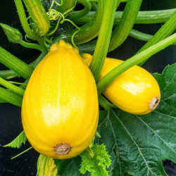 Courgette Seeds F1 Golden Griller