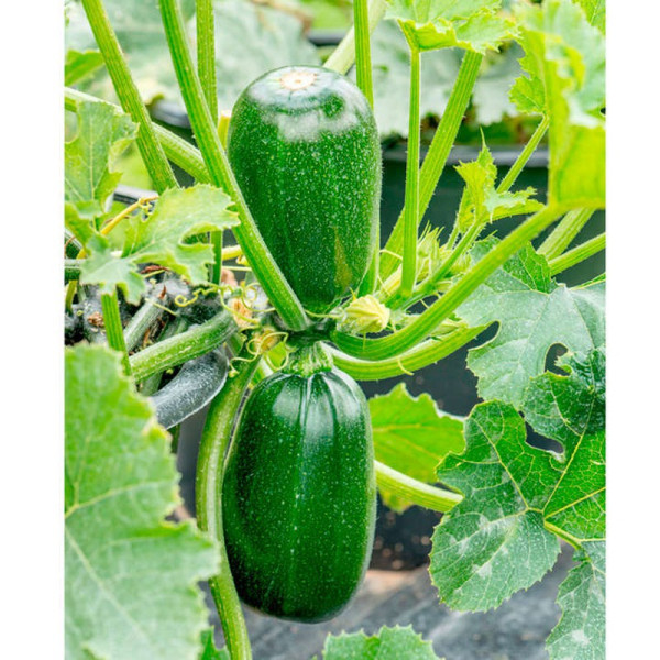 Buy Courgette Seeds F1 Green Griller Online - Plant Seeds