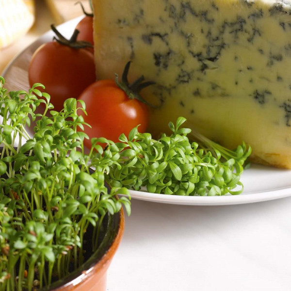 Buy Cress Seeds Curled Online - Plant Seeds