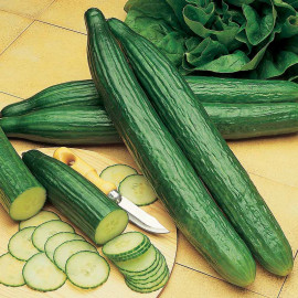 Cucumber Seeds Telegraph Improved