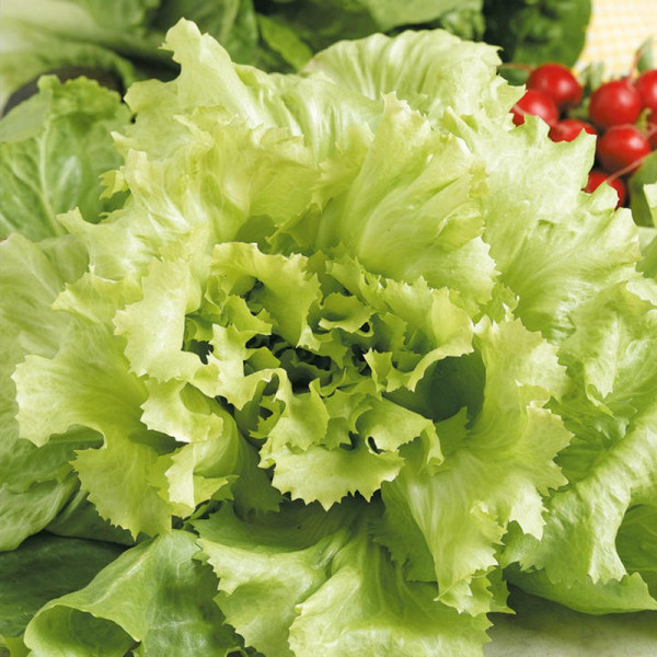 Buy Endive Seeds Natacha Online - Plant Seeds Buy Endive Seeds Natacha Online - Plant Seeds