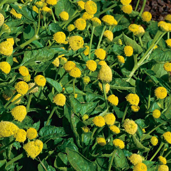 Buy Electric Daisy Seeds Online - Plant Seeds Buy Electric Daisy Seeds Online - Plant Seeds