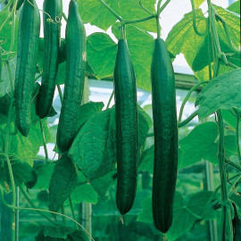 Cucumber (all Female) Seeds F1 Bella