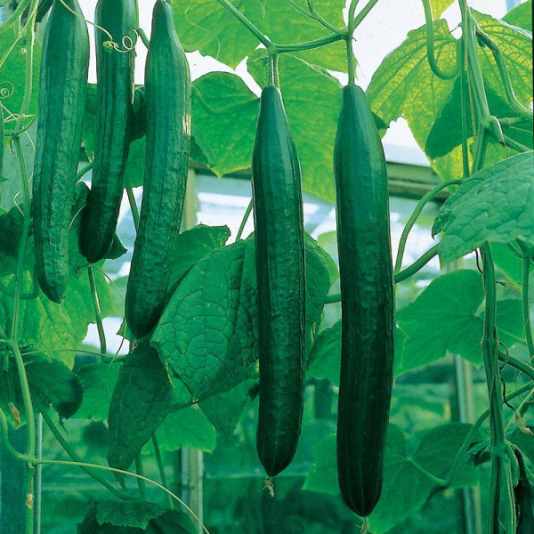 Buy Cucumber (All Female) Seeds F1 Bella Online - Plant Seeds Buy Cucumber (All Female) Seeds F1 Bella Online - Plant Seeds