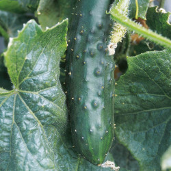 Cucumber Seeds Marketmore