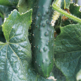 Cucumber Seeds Marketmore