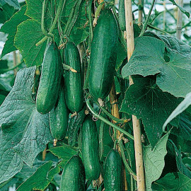 Cucumber Seeds F1 Passandra