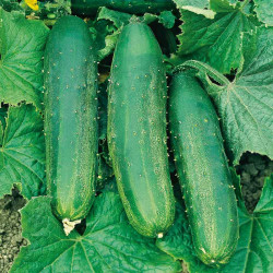 Cucumber Seeds Bush Champion