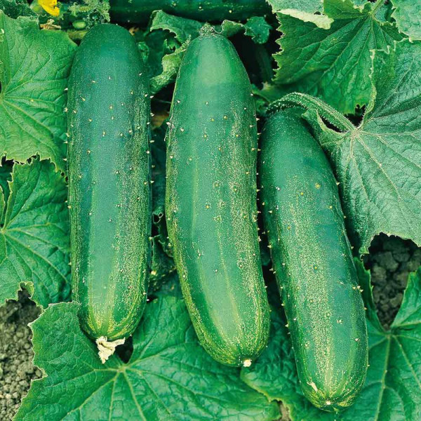 Buy Cucumber Seeds Bush Champion Online - Plant Seeds
