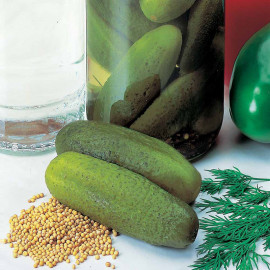 Cucumber Seeds Venlo Pickling (gherkin)