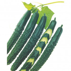 Cucumber Seeds F1 Zipangu