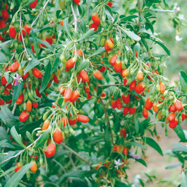 Buy Goji Berries Seeds Online - Plant Seeds Buy Goji Berries Seeds Online - Plant Seeds
